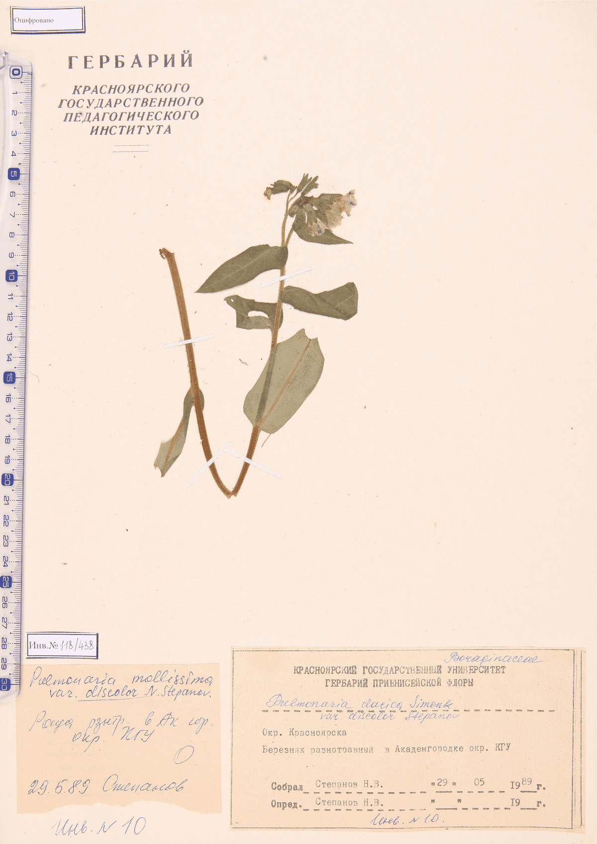 Pulmonaria mollis Wulfen ex Hornem. (Медуница мягкая)