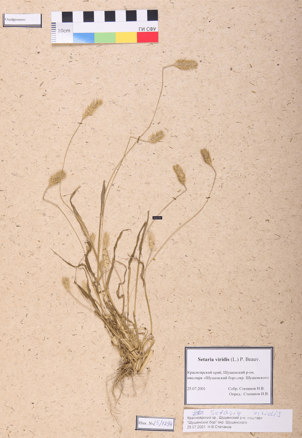 Setaria viridis (L.) P. Beauv. (Щетинник зеленый)