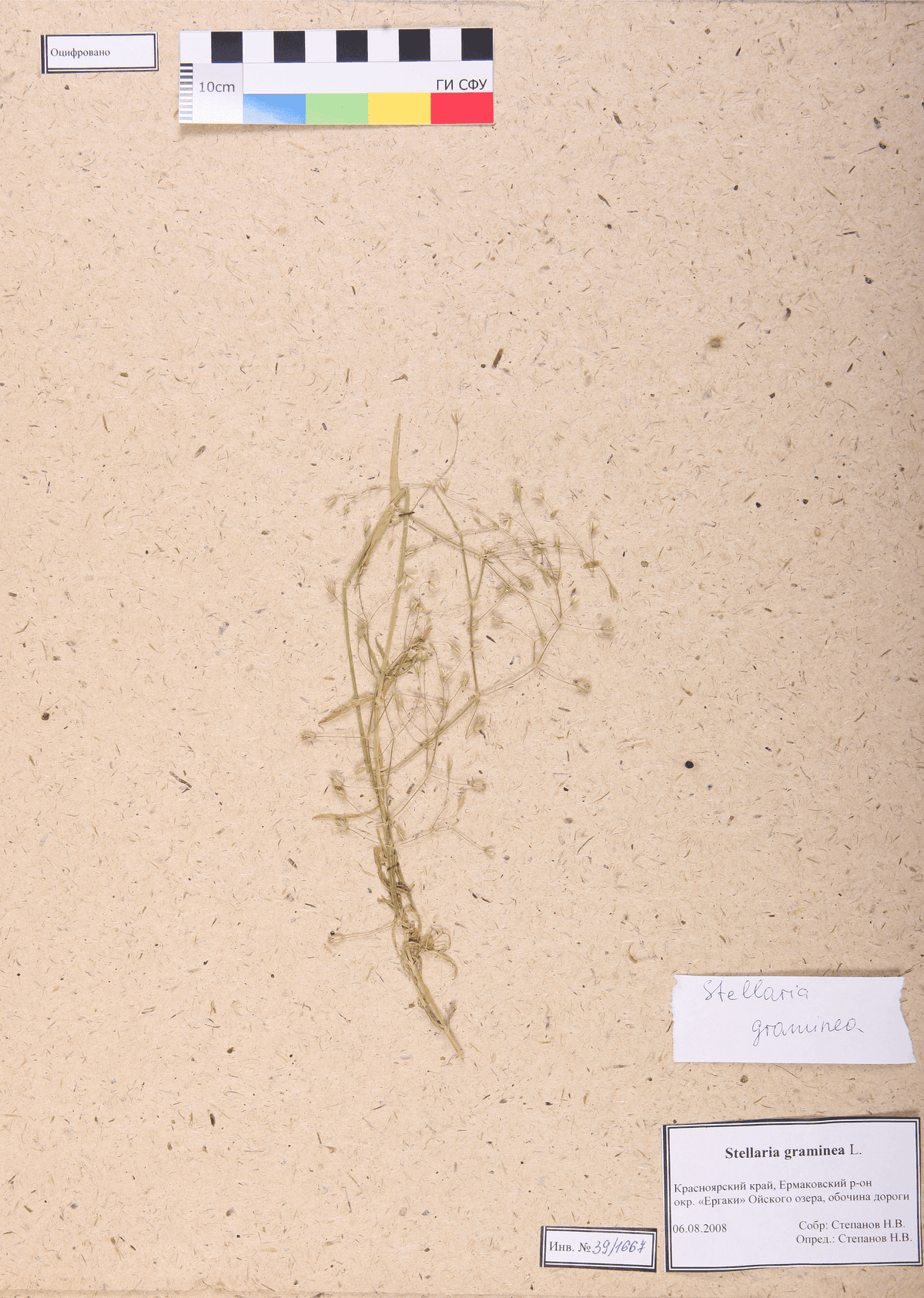 Stellaria graminea L. (Зведчатка злаковая)