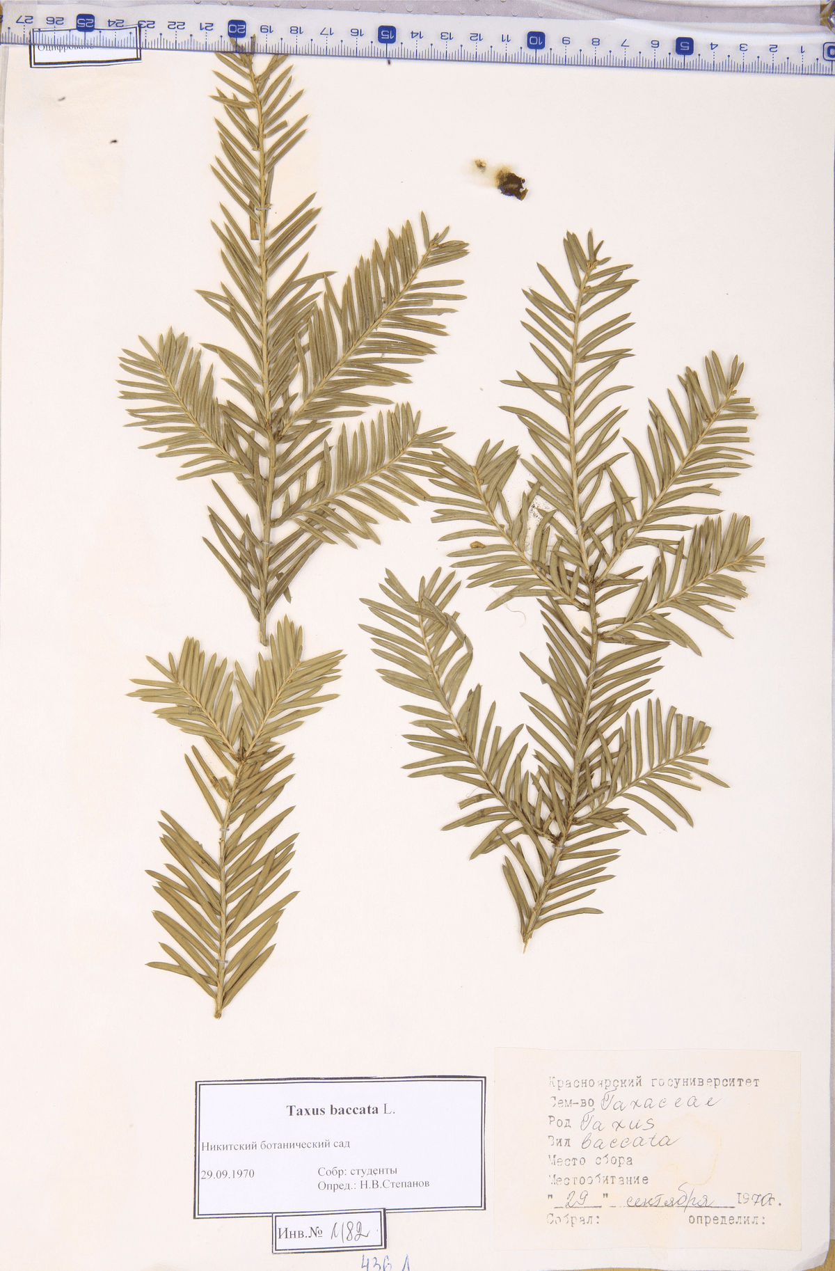 Taxus baccata L. (Тис ягодный)