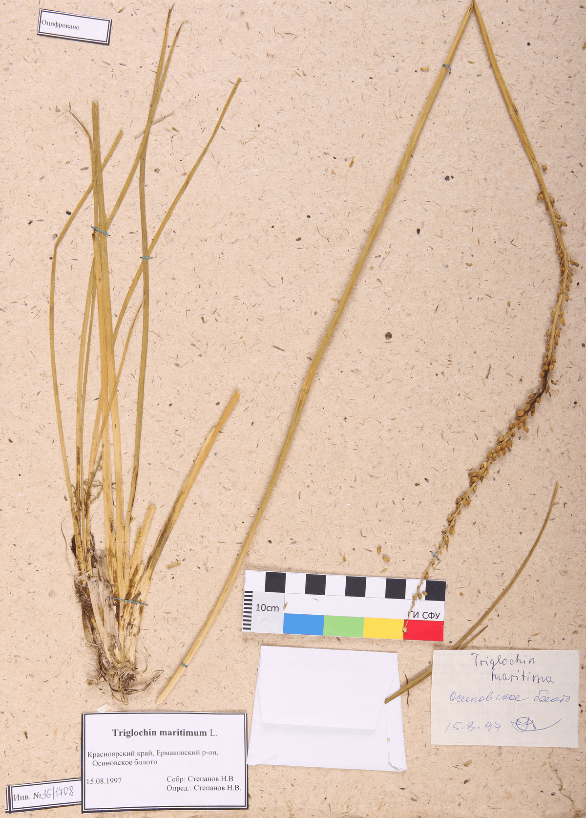 Triglochin maritimum L. (Триостренник морской)