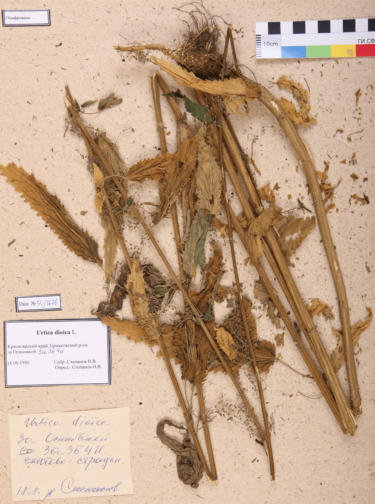 Urtica dioica L. (Крапива двудомная)