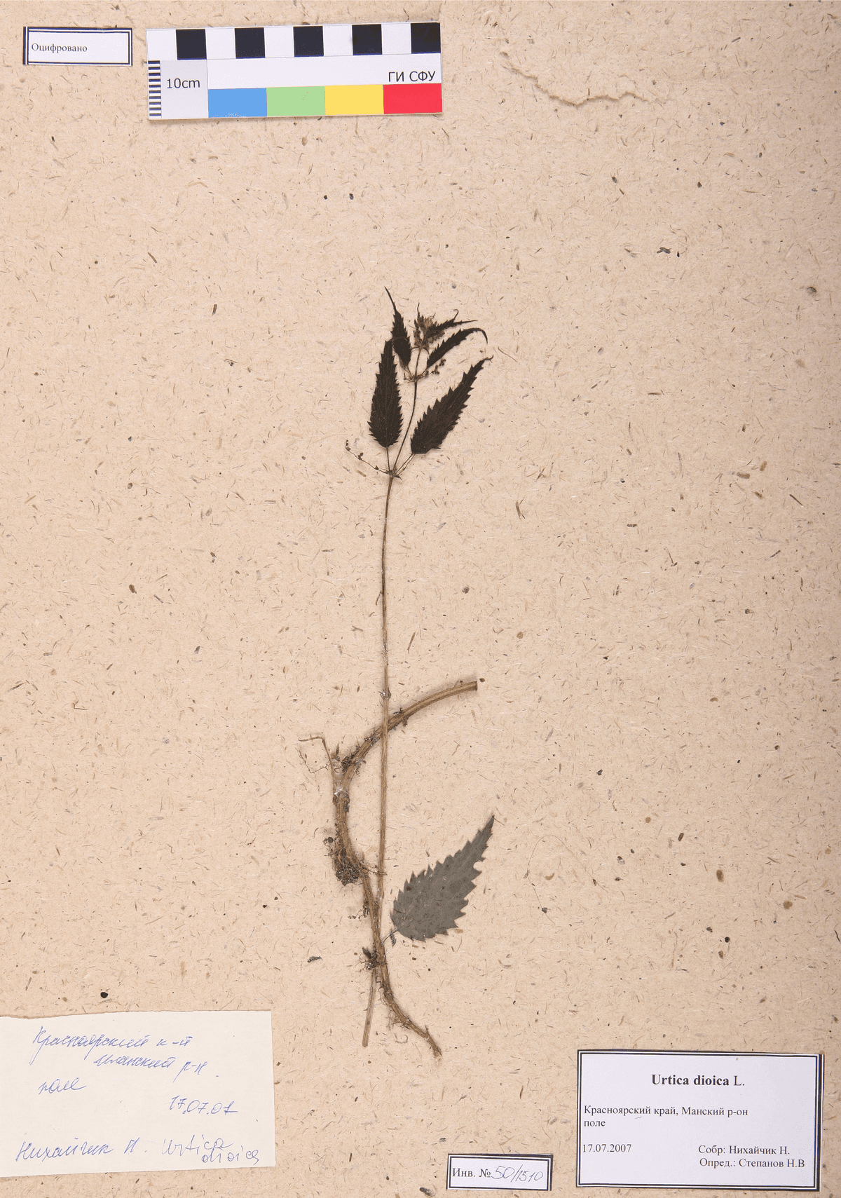 Urtica dioica L. (Крапива двудомная)