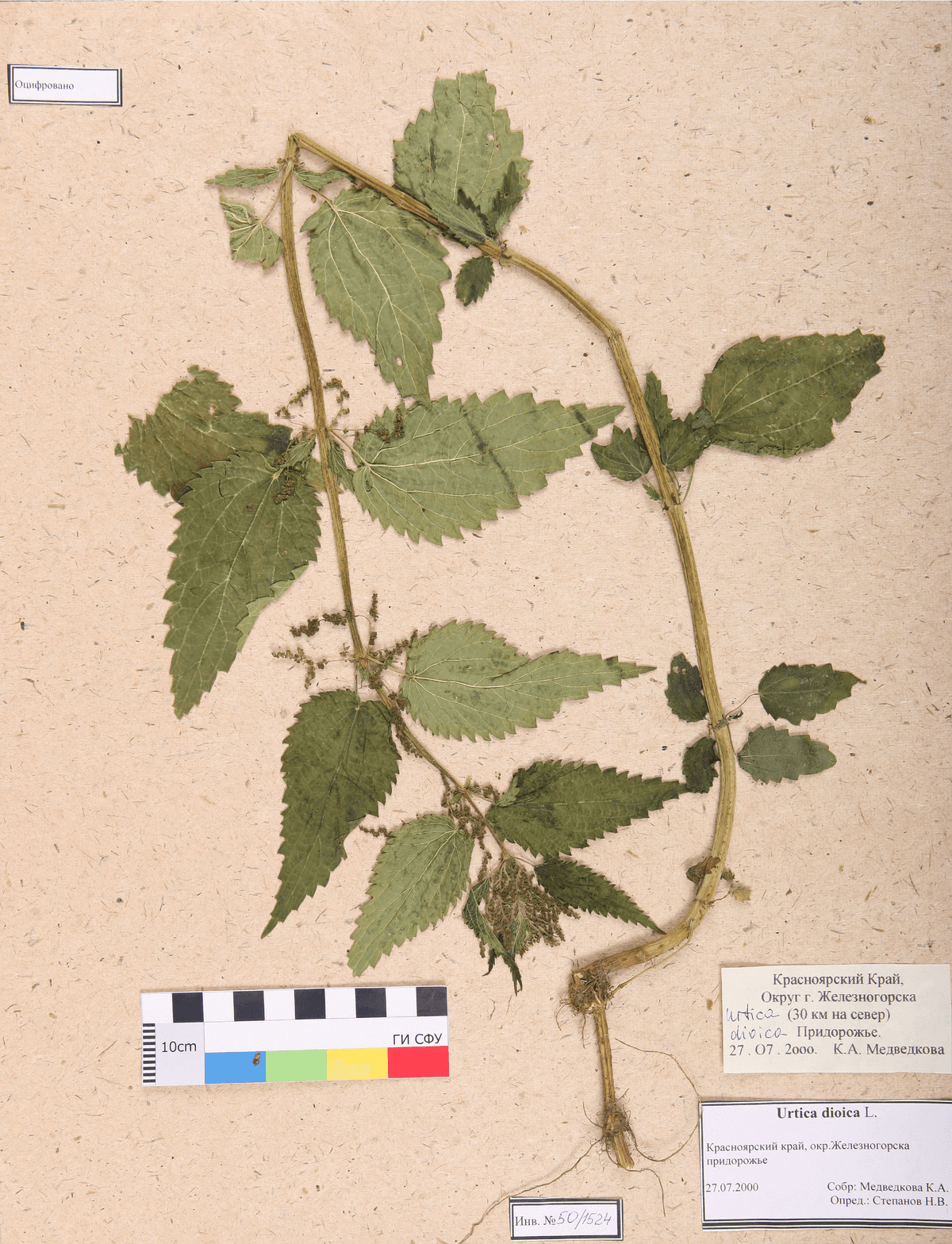Urtica dioica L. (Крапива двудомная)